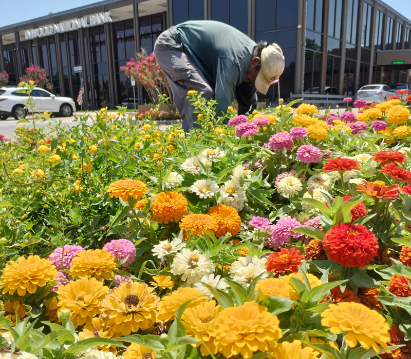 commercial landscaping and installation of flower beds