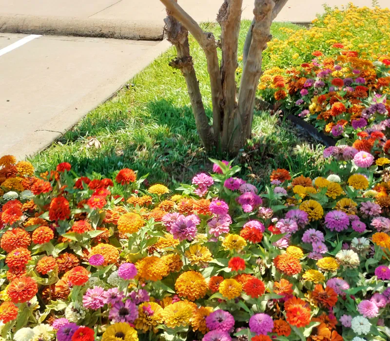 flower beds under a small tree